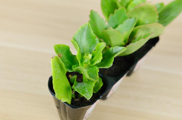 长寿花的养殖方法和注意事项