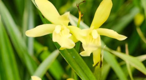 兰花用什么肥料最好