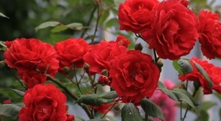 月季花的养殖方法和注意事项