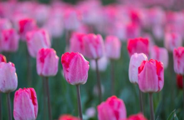 春天最常见的花