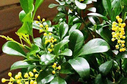 米兰花的养殖方法剪枝