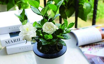 水培栀子花的养殖方法及注意事项