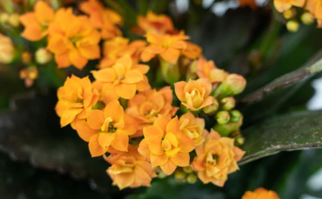 长寿花花谢后如何修剪，怎么处理